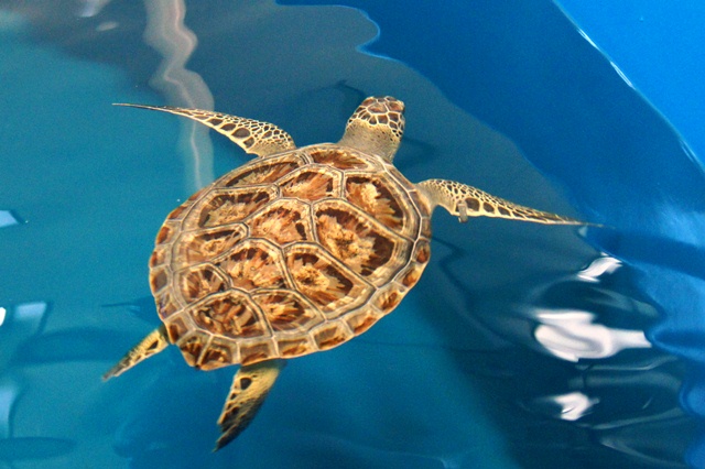 Green turtle 3